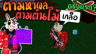 Blox Fruits ตามหาผล! ที่เกิดใต้ต้นไม้!