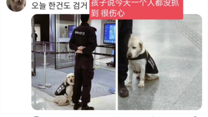 [28,000 Retweets on Twitter] China’s bomb-detection dogs have gone viral on X as well—Korean netizen