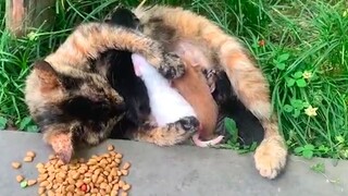 أمّ القطط المشردة ترضع صغارها علنًا في الحي السكني، ما جذب حشدًا من المتابعين للتأمل والمشاهدة، بينم