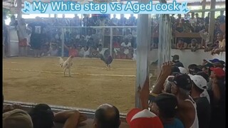 2nd fight full show white brothers