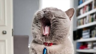 😂 Funniest Cats and Dogs Videos 😺🐶 || 🥰😹 Hilarious Animal Compilation №407