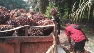 Pasukan Berduri