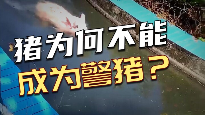Pigs are smarter than dogs and have a better sense of smell, so why aren’t they trained to be police