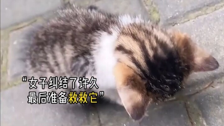 小猫咪绝望的在马路上等待死亡的来临， 结果妈妈比死神先到一步