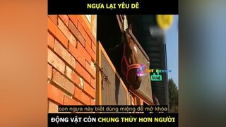 Ngựa lại yêu dê 🐐 😅😂😂😂 LearnOnTikTok nnt_review reviewphimhay reviewphim