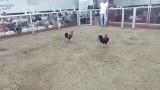 tayabas cockpit arena win pula