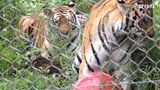 "Kelakuan Terkanek"Kisah Famous Tiger Family In Korea Cat Tiger(Gonparazzi)part 5🐯✿