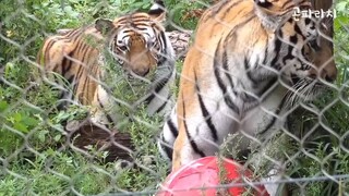 "Kelakuan Terkanek"Kisah Famous Tiger Family In Korea Cat Tiger(Gonparazzi)part 5🐯✿