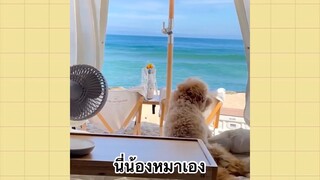 เพื่อนตัวน้อยแสนซน : นี่น้องหมาเอง