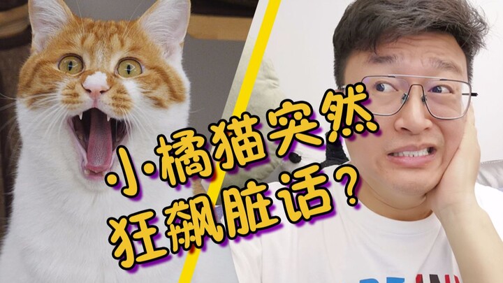 They deliberately locked the little orange cat outside, and the usually silent cat suddenly started 