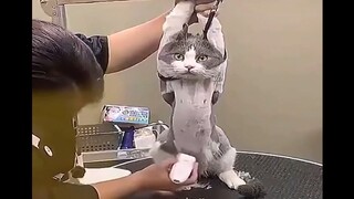 Cure your bad mood (foreign funny video collection 27th issue)