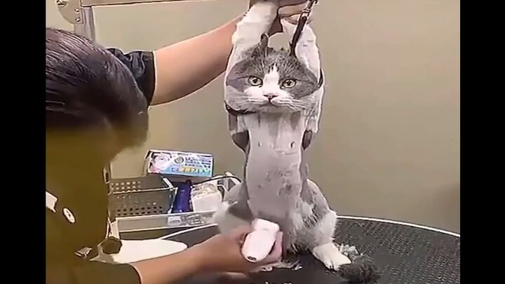 Cure your bad mood (foreign funny video collection 27th issue)
