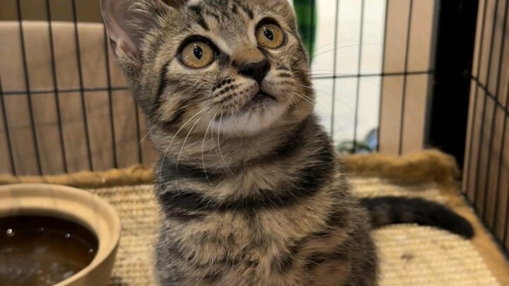 小猫爱吃青菜 世界可可爱爱