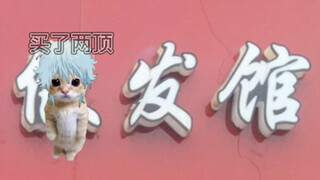 【银魂】不是假发是可颂猫（x