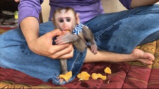Mom feed Mino monkey orange