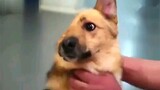 Dog Loses Half His Face In Brutal Attack | 'Lonely Warrior'