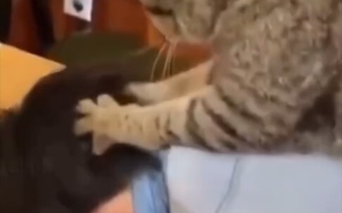 It turns out there are so many benefits to keeping a cat