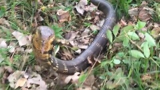 Ternyata beginilah cara ular menyerang!