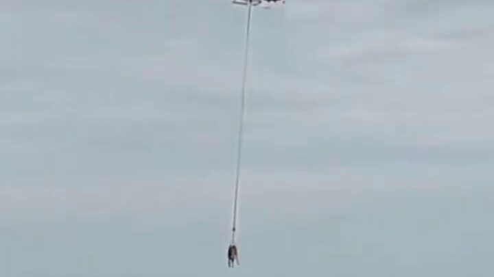 #小 hewan# Calo jatuh sakit dan dibawa pergi dengan helikopter untuk berobat. Ketika kembali, dia sel