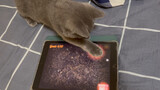 Cat|The Kitten Plays the Games on iPad