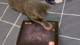 Kucing|Kucing Bermain Permainan Tablet