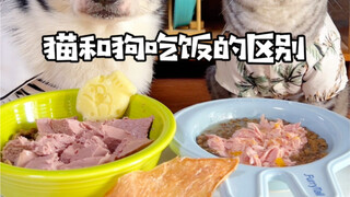 The Difference Between Cats and Dogs Eating
