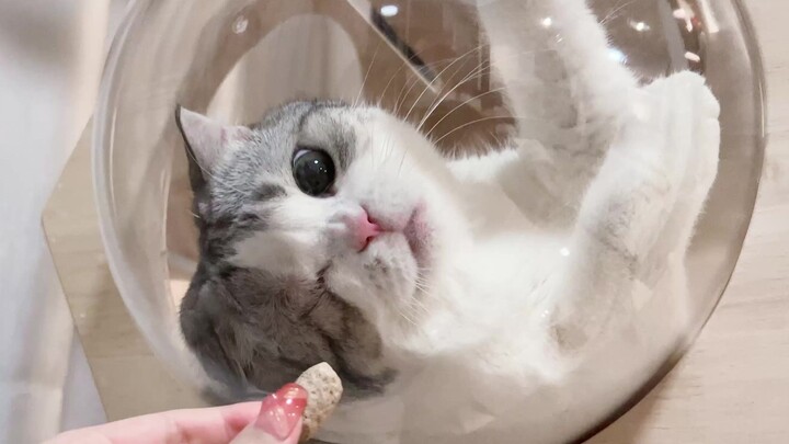 Cuộc đối đầu đỉnh cao của hai chú mèo