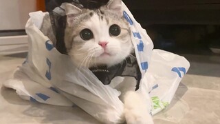 Tantangan memeluk kucing dan tidak tersenyum