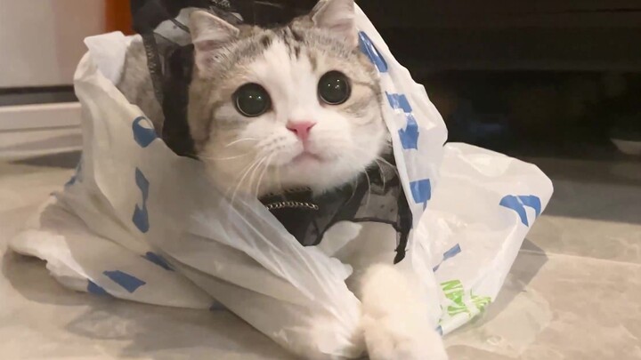 Thử thách ôm mèo và không cười
