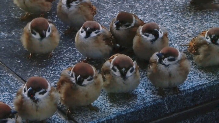 Một đống mochi tròn
