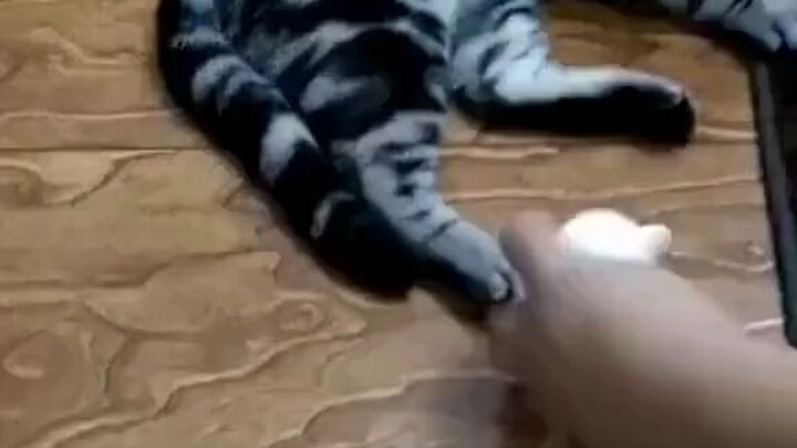 优雅而不失礼貌