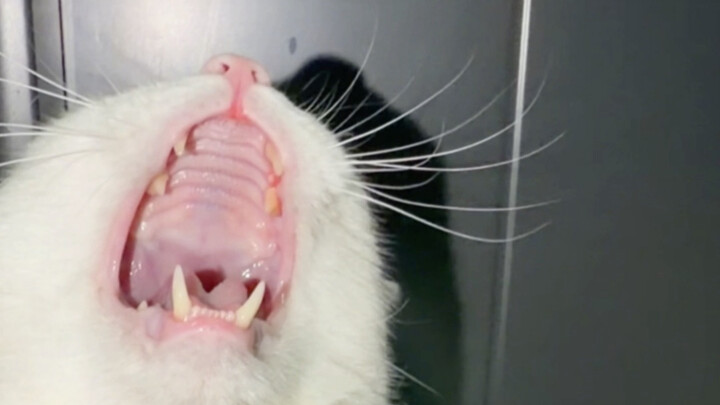 The most convenient method for oral examination