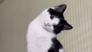 《猫德学院招生简章》