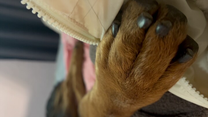 My dog is the biggest obstacle on my path to learning.