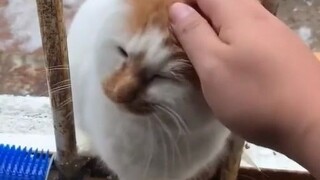 رغم أنني قطة مشردة، إلا أنني مؤدبة!