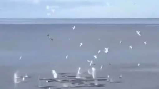 best birds fishing time