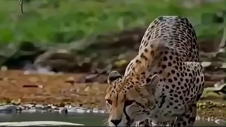 ¿Cómo escapó el guepardo de la muerte