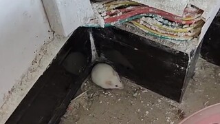 关于我的期末作业差点跑了