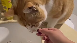 القط: لا يمكن، تناول أنت الفاكهة