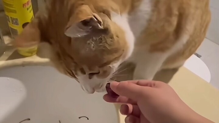 القط: لا يمكن، تناول أنت الفاكهة