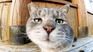 Grey cat playing with her hair
