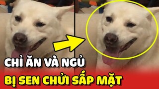 Chú chó BẤT LỰC suốt ngày bị Sen chửi VÔ DỤNG vì chỉ biết ăn và ngủ 😂 | Yêu Lu