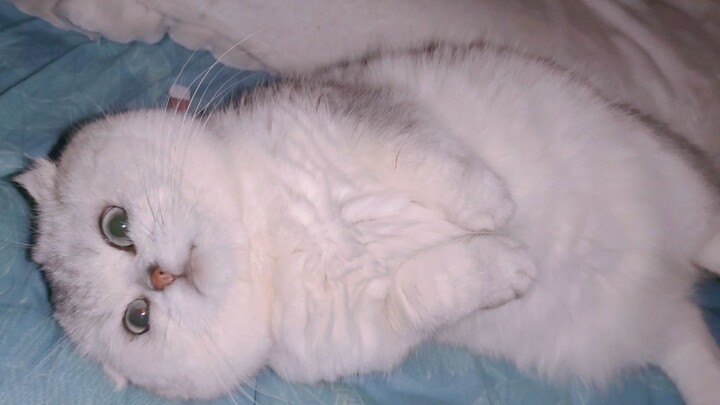 It just has to be so cute it kills me.