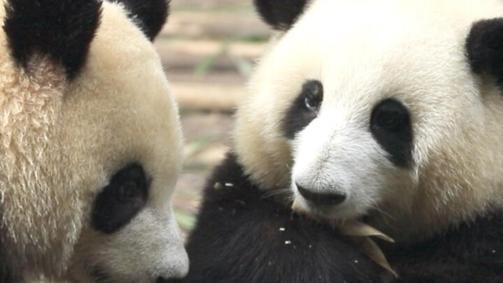 Truly "stealing the show"! The forlorn-looking bamboo-peeling machine, Hua