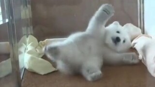 [Polar Bear] A polar bear cub trying to roll over! So cute!