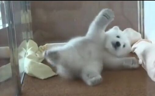 [Polar Bear] A polar bear cub trying to roll over! So cute!