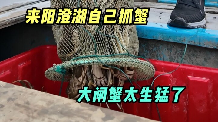 Let's head to Yangcheng Lake for a fresh catch of hairy crabs and enjoy a feast at the crab farmer's