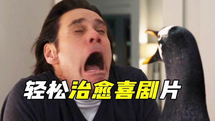 Nuôi chim cánh cụt trong nhà là trải nghiệm như thế nào? Phim hài tình cảm kiểu Mỹ, phim “Chim cánh 