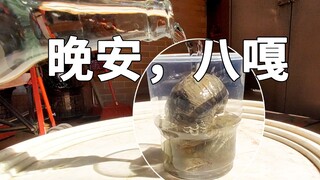 福寿螺泡白醋里，能不能成为艺术品？晚安，玛卡八嘎