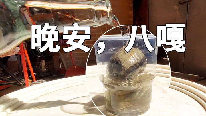 Can apple snails soaked in white vinegar become a work of art? Good night, Maka Baga